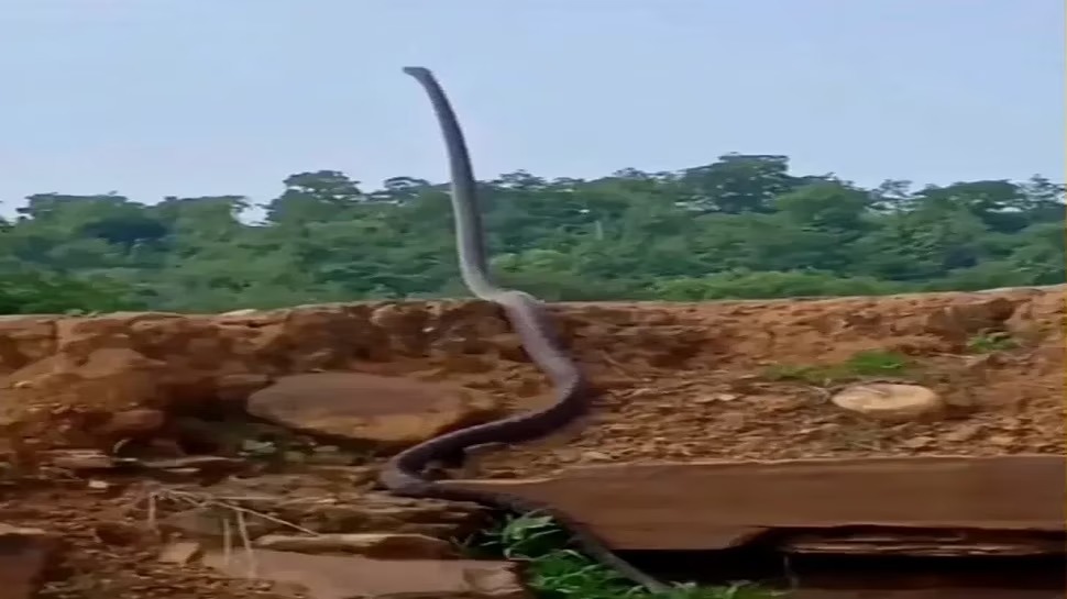 564314 snake viral video