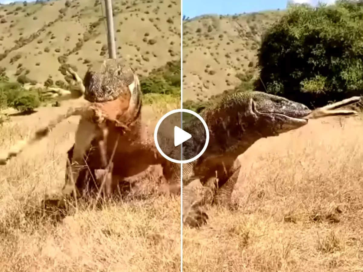 giant lizard komodo dragon eat whole deer watch shocking viral video 93472768